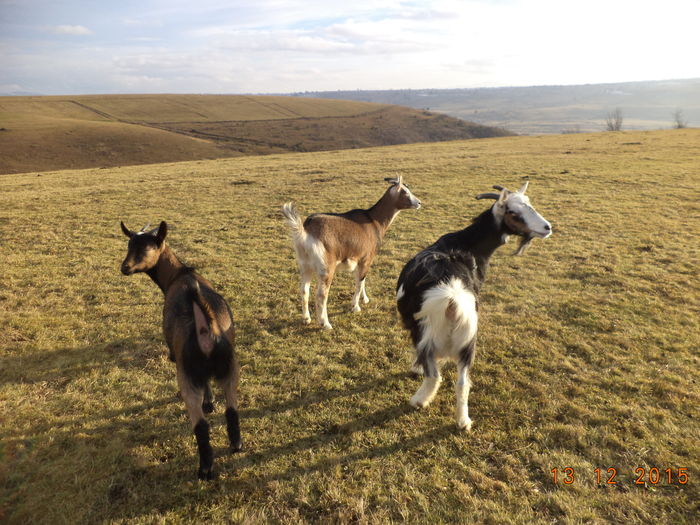 Steluta si iedutele curioase