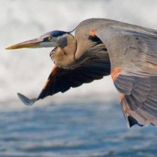 48823_53bd3f8993c1b956d92b38e872c059ab_mdsq - BIRDS