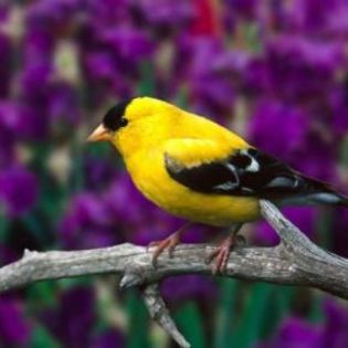 49863_0d6694af80373c9c675296086ab0f713_mdsq - BIRDS