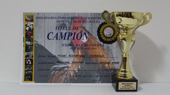 Expozitie locală 2014 - Cupe si diplome