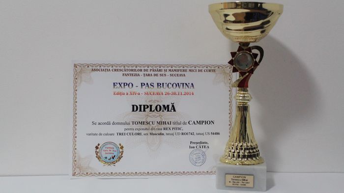 Expozitie locală 2014 - Cupe si diplome