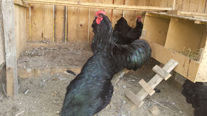 20151213_151846 - Familie Australorp negru pentru2016