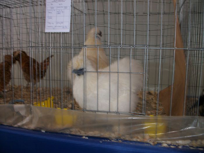 IMGP6136