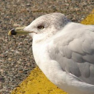 50262_4cc8d0b16651307e598d95023be38e4c_mdsq - BIRDS