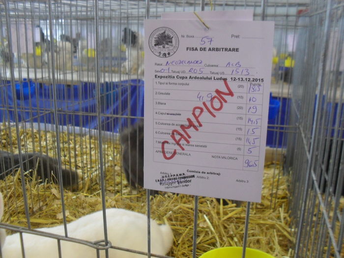 SDC10357 - Expozitia Cupa Ardealului 11-13 decembrie 2015