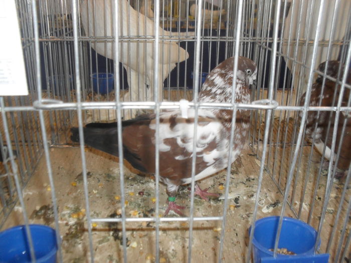 SDC10426