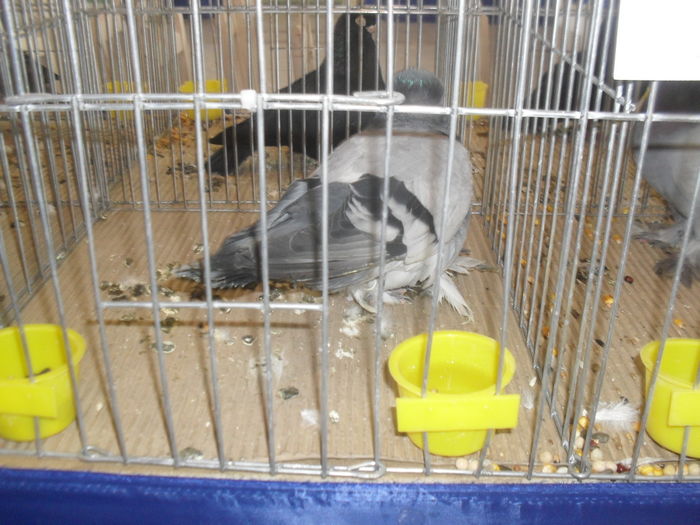 SDC10465