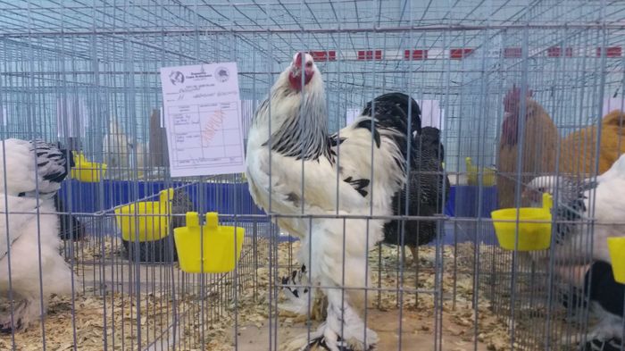 20151213_085023 - S- Expozitia Cupa Ardealului Ludus 2015