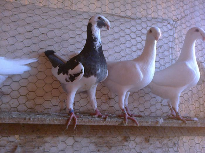 Fotografie5895 - GERMANI  DIN 2010