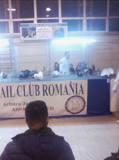 IMG_20151212_185031 - EXPO SPECIALIZATA FANTAIL CLUB ROMANIA