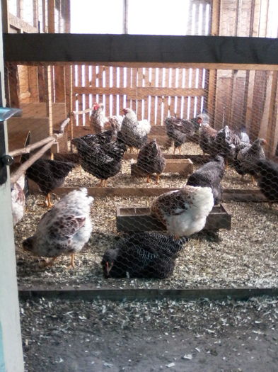 IMG_20151213_095443 - ADAPOST PASARI