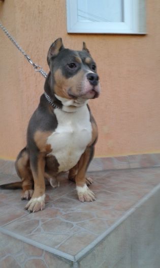 BOLIO 1 AN SI 2 LUNI