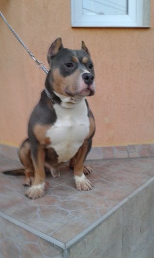BOLIO3