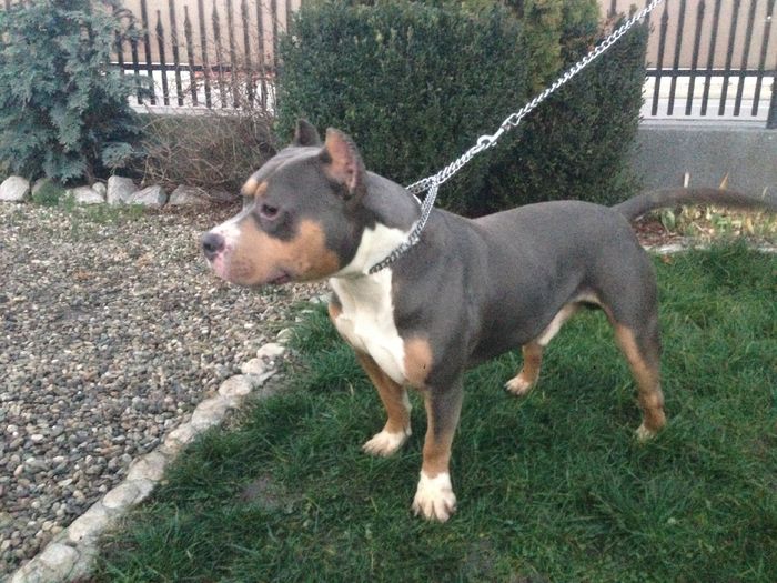 BOLIO5 - PITBULL BOLIO Tricolor blue mascul