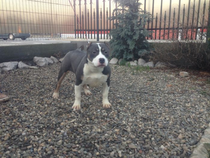 GOLDYE 5 LUNI SI 2 SAPTAMANI - PITBULL GOLDYE tricolor blue femela
