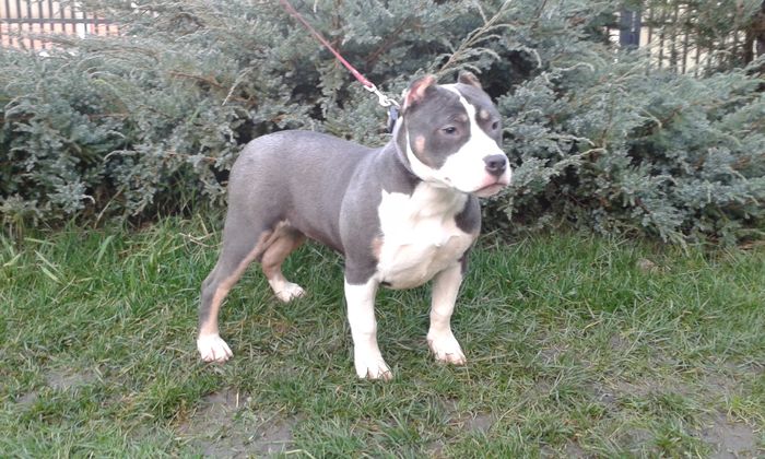 GOLDYE2 - PITBULL GOLDYE tricolor blue femela