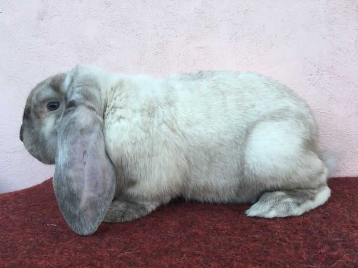 image - ZZ---ARHIVA- Iepuri