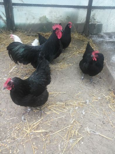 20151213_143921 - 5 Australorp negru 2016