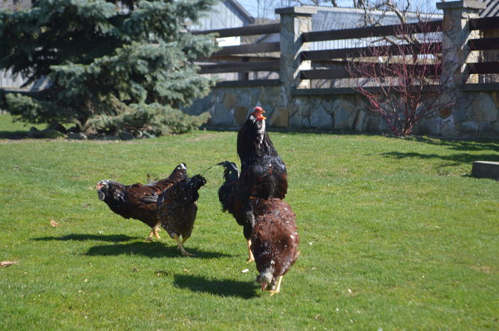 DSC_0975; orloff, familie 3 gaini,2 cocosi
