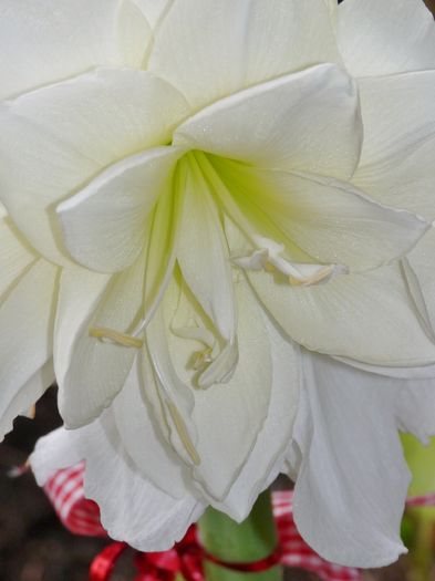 P1760346 - Amaryllis