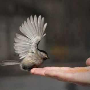 50973_91f4f727bb37ce66940b5d6e55c9290e_mdsq - BIRDS