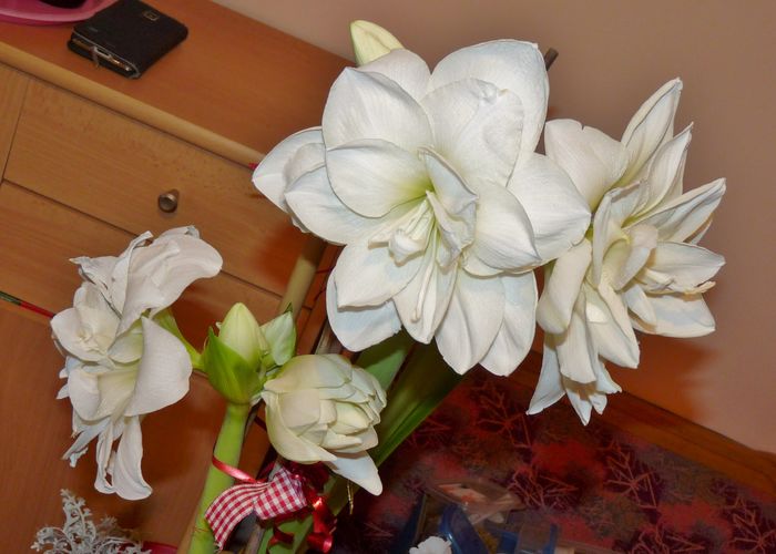 P1760432 - Amaryllis