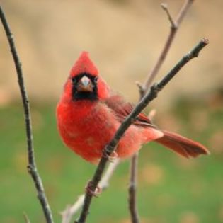 51847_1cbdcba50c6a4b6882047f57cd446c0d_mdsq - BIRDS