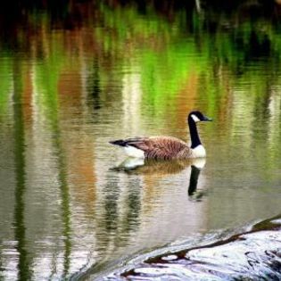 52651_a0ea094a5572738fd53ac0d7d80d0c5e_mdsq - BIRDS