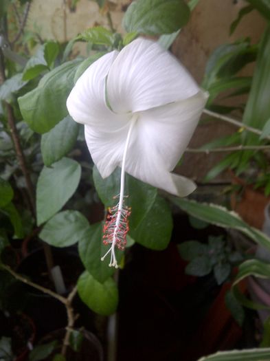 Dainty White - Hibiscus Dainty White
