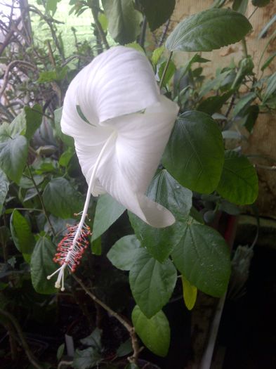 Dainy White - Hibiscus Dainty White