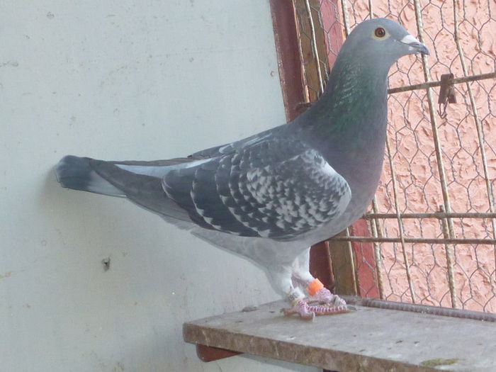 Guta 66 - Chelaru Cristinel; Norma Fond Tineret, Maraton Tineret 2013.
Loc 49/6400p. Lublin 665km.
