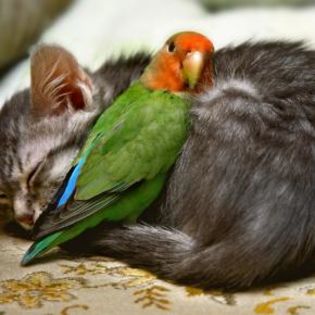 53657_412cdc6c28d5c0ec7a13967faaf31ca4_mdsq - BIRDS
