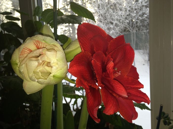 13 dec. 2015 - Amaryllis