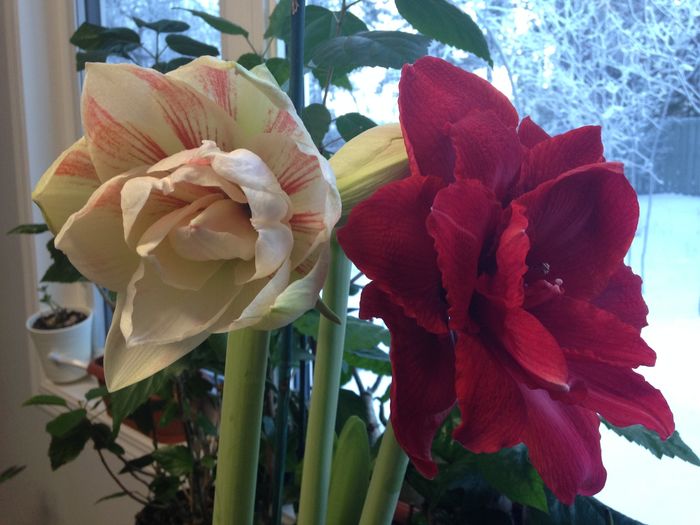 13 dec. 2015 - Amaryllis