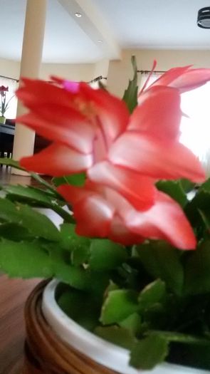 008 - schlumbergera