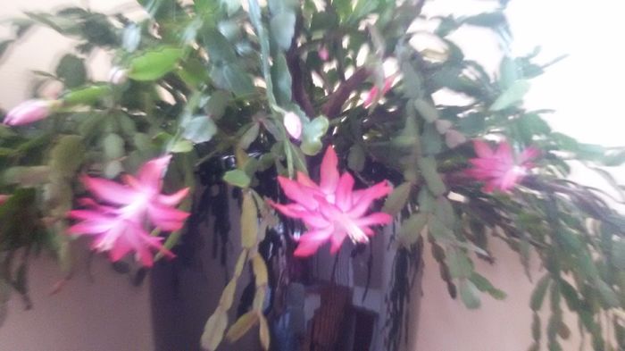 052 - schlumbergera