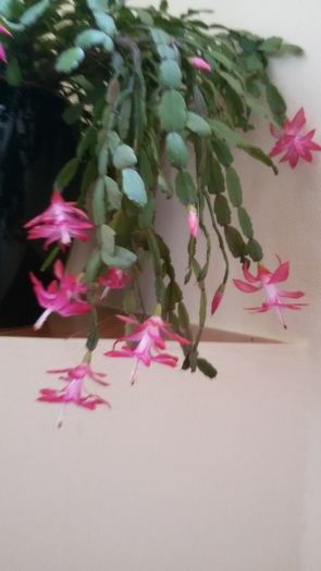 067 - schlumbergera