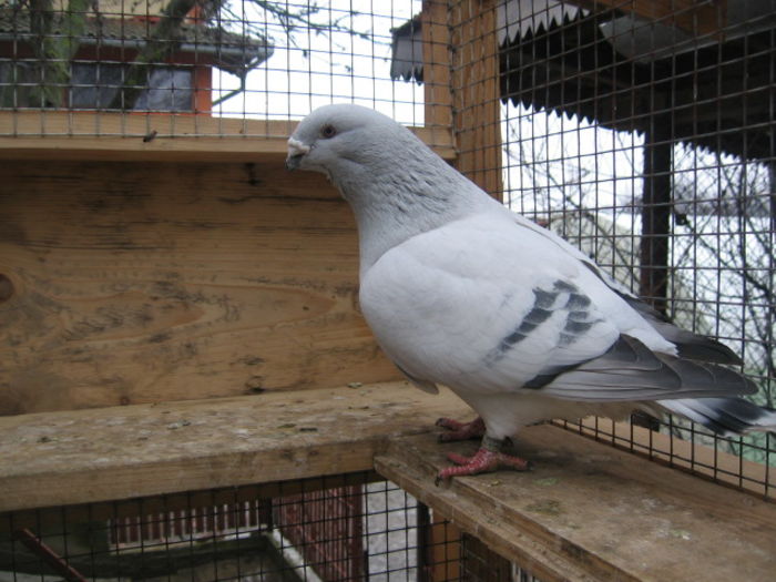 SERKAN - vandut 2016; Mascul 2013.

