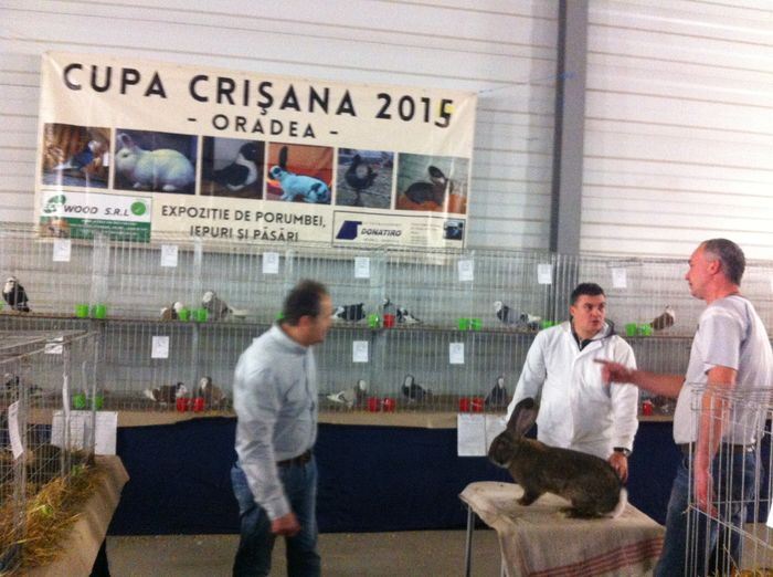 IMG_8823 - Expo Cupa Crisana 2015