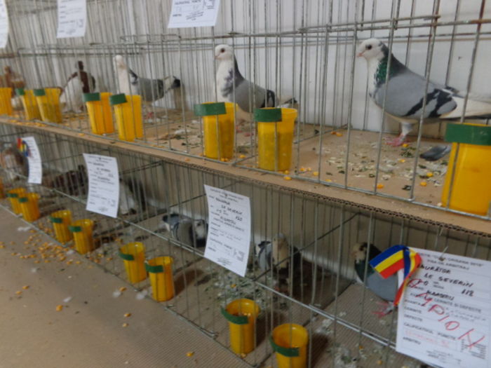 DSC02216 - Expo Cupa Crisana 2015
