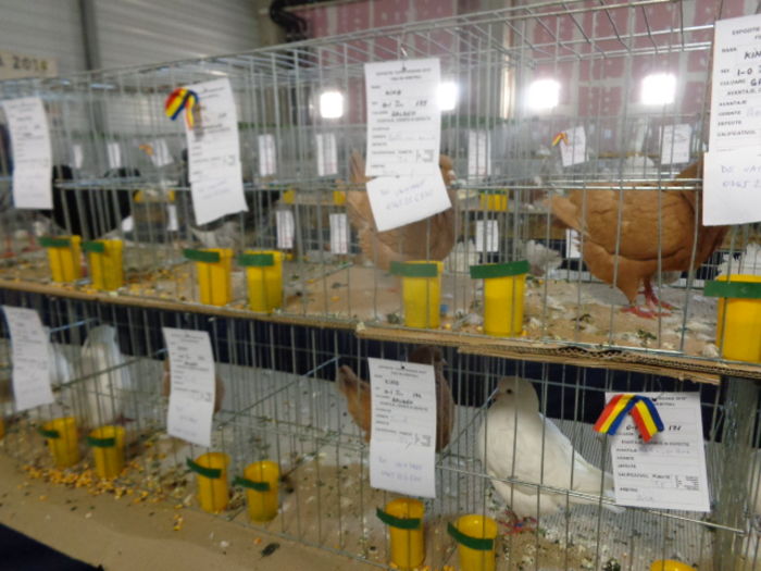 DSC02235 - Expo Cupa Crisana 2015