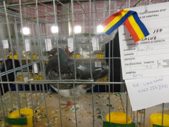 DSC02237 - Expo Cupa Crisana 2015