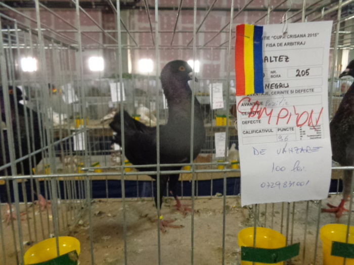 DSC02239 - Expo Cupa Crisana 2015