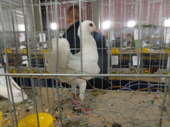 DSC02247 - Expo Cupa Crisana 2015