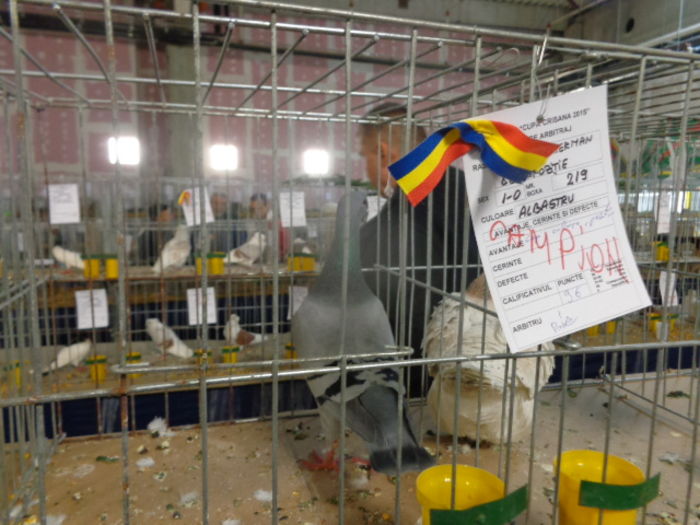 DSC02252 - Expo Cupa Crisana 2015