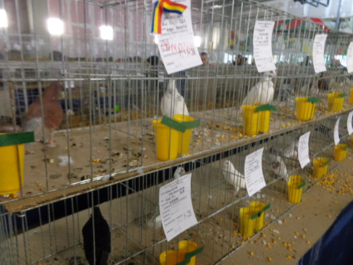 DSC02255 - Expo Cupa Crisana 2015