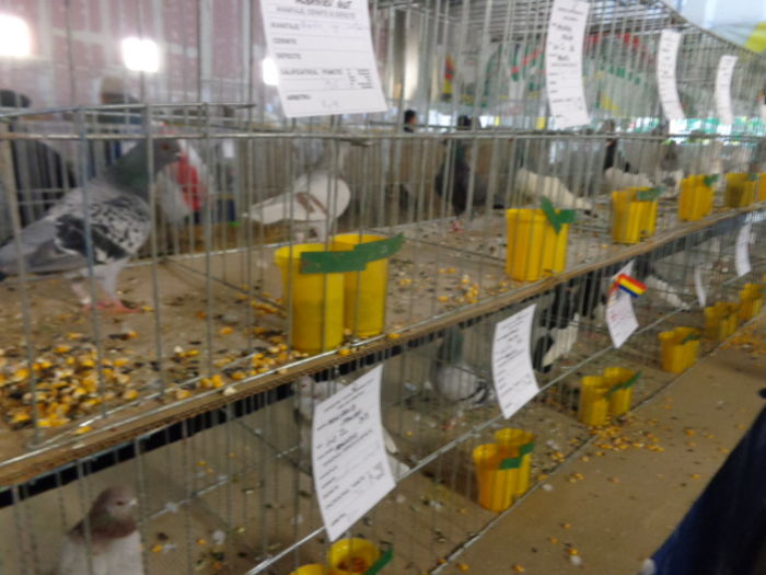 DSC02257 - Expo Cupa Crisana 2015