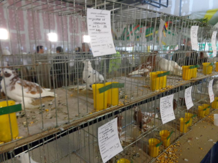 DSC02263 - Expo Cupa Crisana 2015