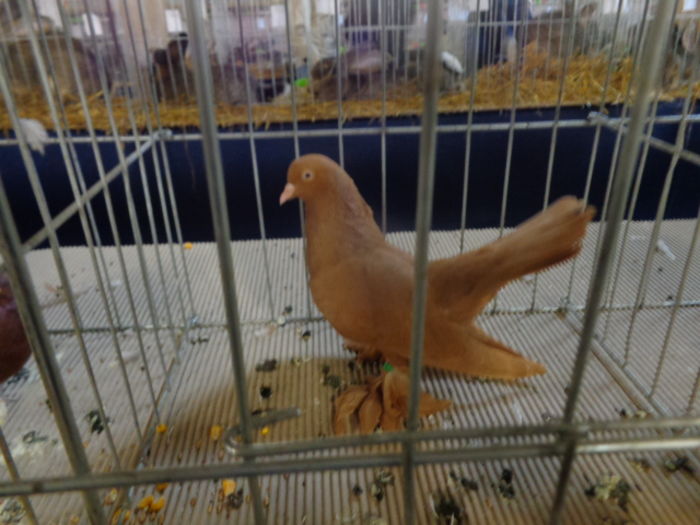 DSC02269 - Expo Cupa Crisana 2015