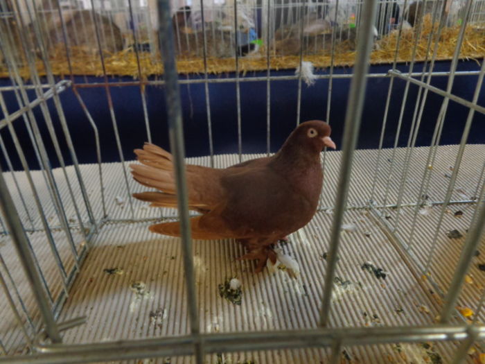DSC02270 - Expo Cupa Crisana 2015